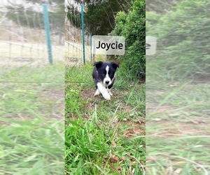 Border Collie Puppy for sale in CLARKRANGE, TN, USA
