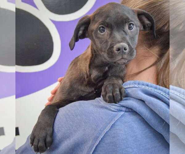 Medium Photo #5 American Staffordshire Terrier-Unknown Mix Puppy For Sale in Huntley, IL, USA