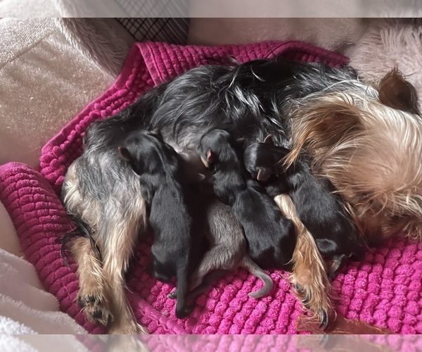 Medium Photo #1 Yorkshire Terrier Puppy For Sale in FAYETTEVILLE, NC, USA