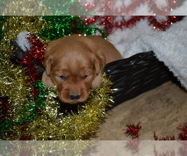Medium Photo #11 Golden Retriever Puppy For Sale in GREENWOOD, WI, USA