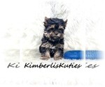 Small #5 Yorkshire Terrier