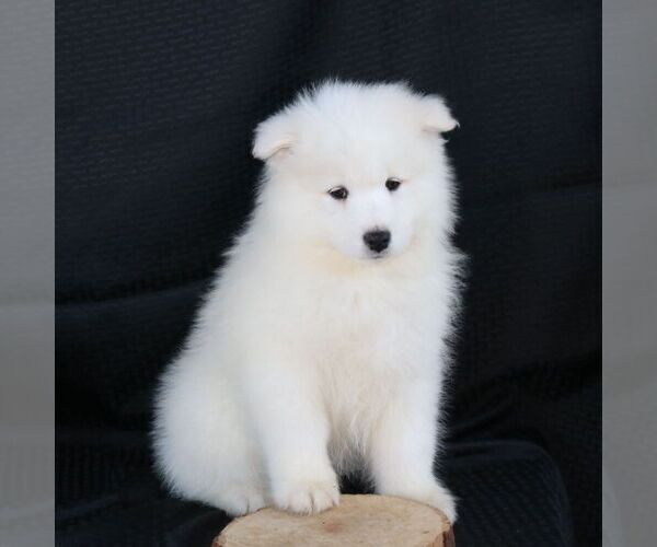 Medium Photo #1 Samoyed Puppy For Sale in GORDONVILLE, PA, USA