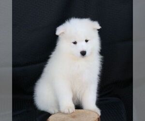 Samoyed Puppy for Sale in GORDONVILLE, Pennsylvania USA