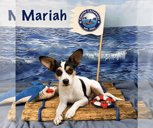 Rat Terrier Dogs for adoption in Arcadia, FL, USA