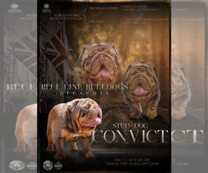 Bulldog Puppy for sale in BURLESON, TX, USA