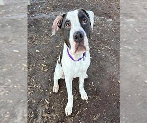 BOISE - Male Bullboxer Pit Dog for Adoption - Photo #2