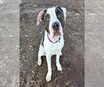 Small Photo #2 Bullboxer Pit Puppy For Sale in Denver, CO, USA