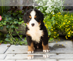 Puppy Moose Bernese Mountain Dog