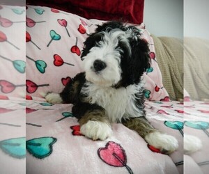 Medium Miniature Bernedoodle