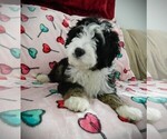 Puppy 3 Miniature Bernedoodle