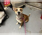 Small American Pit Bull Terrier Mix