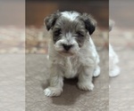 Small #8 Schnauzer (Miniature)