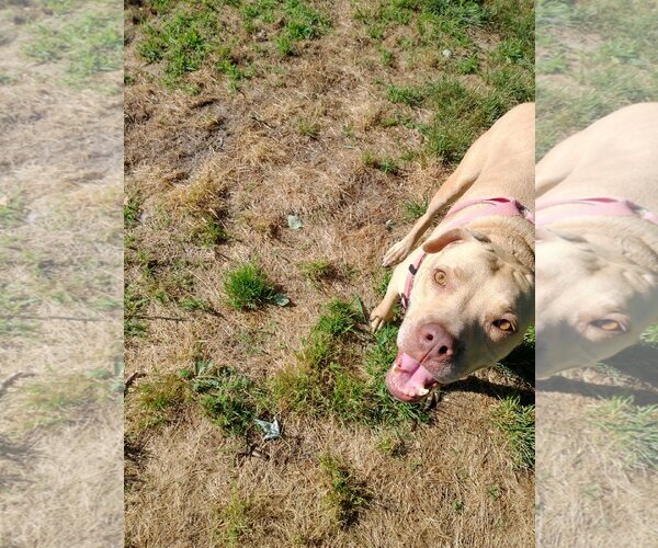Medium Photo #13 American Pit Bull Terrier-Unknown Mix Puppy For Sale in Oakhurst, NJ, USA