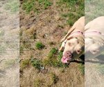 Small #12 American Pit Bull Terrier Mix