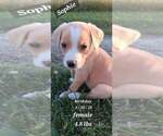Small Golden Retriever-Plott Hound Mix