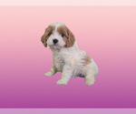 Small #2 Cavapoo