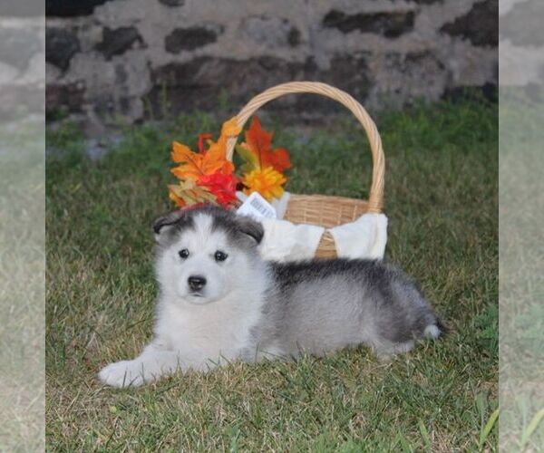 Medium Photo #3 Alaskan Malamute Puppy For Sale in CROGHAN, NY, USA