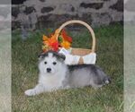 Small #2 Alaskan Malamute