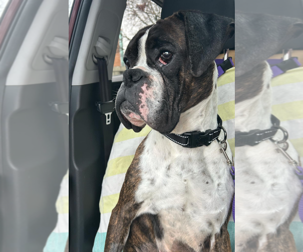 Medium Photo #6 Boxer Puppy For Sale in Burnsville, MN, USA