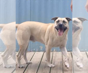 Jacoby - Male Siberian Husky-Unknown Mix Dog for Adoption - Photo #12