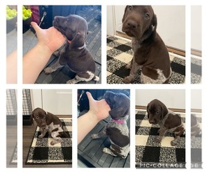 German Shorthaired Pointer Puppy for Sale in HARRISON, Ohio USA