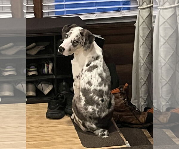 Medium Photo #3 Australian Shepherd-Unknown Mix Puppy For Sale in Wakefield, RI, USA