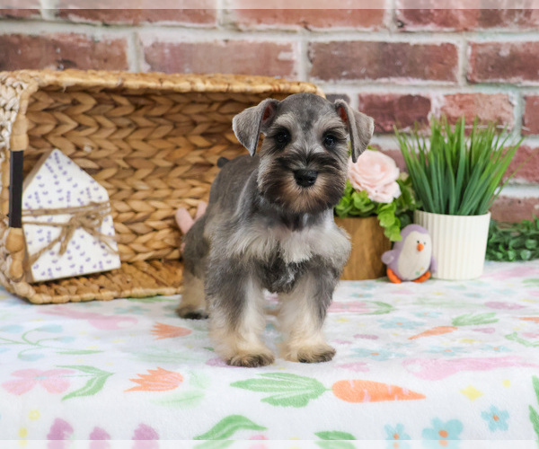 Medium Photo #1 Schnauzer (Miniature) Puppy For Sale in SYRACUSE, IN, USA