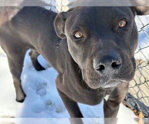 Mutt Dogs for adoption in Tulsa, OK, USA