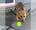 Small #4 Mutt