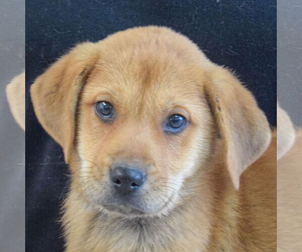 Medium Photo #6 German Shepherd Dog-Unknown Mix Puppy For Sale in Huntley, IL, USA