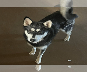 Mother of the Alaskan Klee Kai-Wolf Hybrid Mix puppies born on 12/16/2023