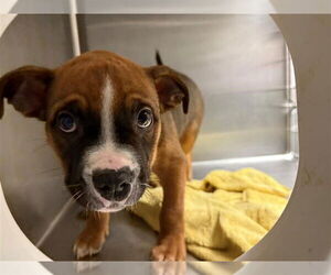 American Pit Bull Terrier-Unknown Mix Dogs for adoption in Conroe, TX, USA