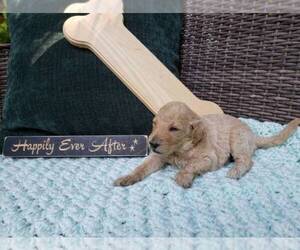 Goldendoodle Puppy for sale in COUNTRY PARK ACRES, NC, USA