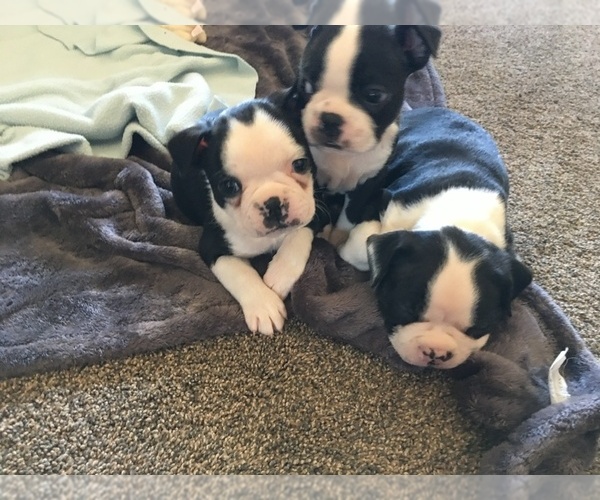View Ad Boston Terrier Puppy for Sale near Minnesota