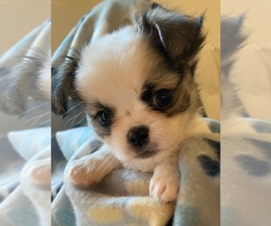 Shih Tzu Puppy for Sale in LEBANON, Oregon USA