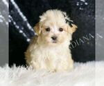 Small #4 Maltipoo