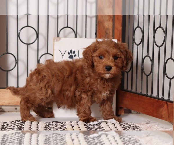 Medium Photo #3 Cavapoo Puppy For Sale in NAPLES, FL, USA