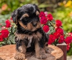 Small #4 Yorkipoo