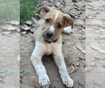 Small Shepradors