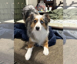 Australian Shepherd Dogs for adoption in Dallas, TX, USA