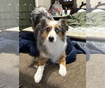 Small Australian Shepherd
