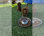 Small #2 Goldendoodle (Miniature)