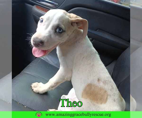Medium Photo #2 American Pit Bull Terrier-Unknown Mix Puppy For Sale in Pensacola, FL, USA