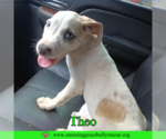 Small #1 American Pit Bull Terrier Mix