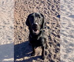 Small Photo #2 Labrador Retriever-Unknown Mix Puppy For Sale in Webster, WI, USA