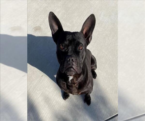 Medium Photo #2 French Bulldog-Unknown Mix Puppy For Sale in Tracy, CA, USA