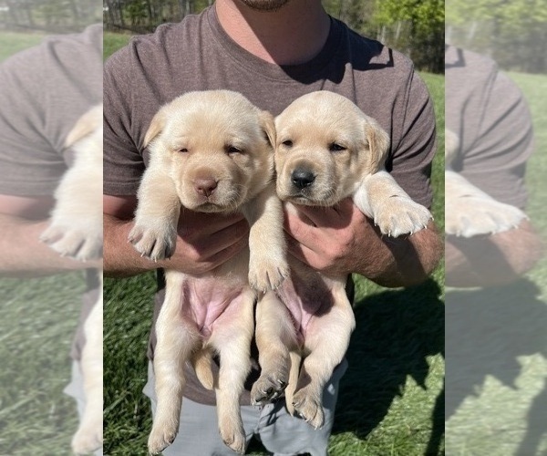 Medium Photo #2 Labrador Retriever Puppy For Sale in KINGS MOUNTAIN, NC, USA