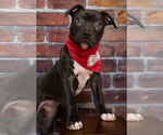 Small American Staffordshire Terrier-Boxer Mix
