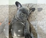 Puppy Blue Orange French Bulldog