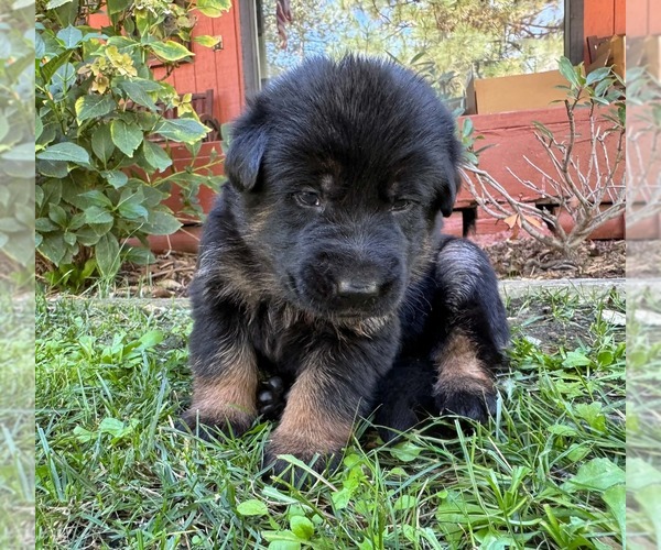 Medium Photo #30 German Shepherd Dog Puppy For Sale in MARIPOSA, CA, USA
